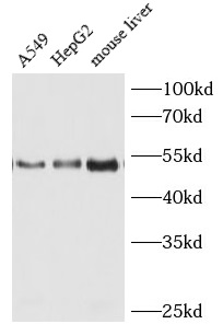      anti- HGF antibody