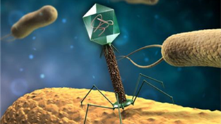 实验室“大害虫”噬菌体如何防治