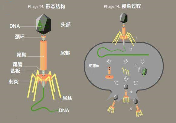 噬菌体