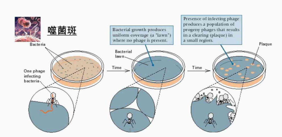 噬菌现象