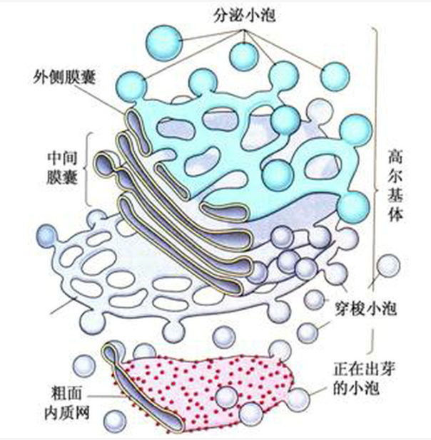 高尔基体结构