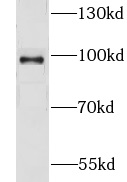      anti- golgin 97 antibody