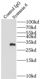      anti- Syntaxin 6 antibody