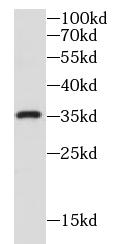 Syntaxin 6抗体