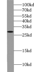      anti- Syntaxin 6 antibody