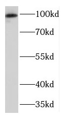      anti- TGN46 antibody