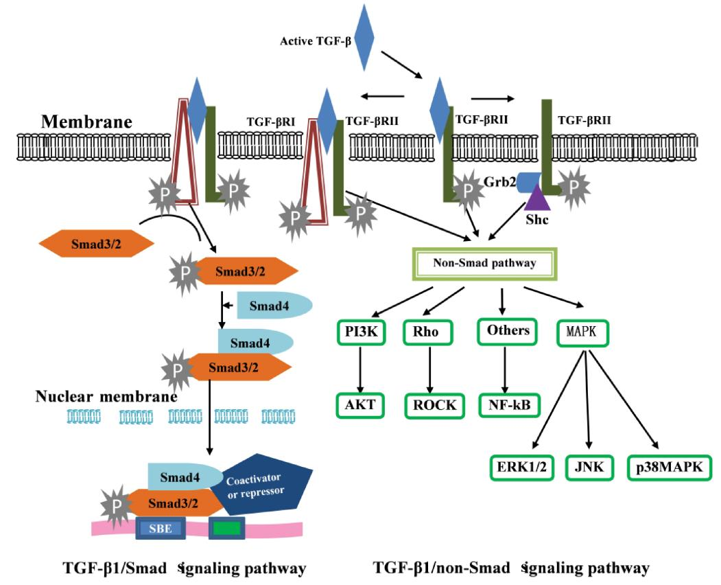 转化生长因子-β 多肽家族参与细胞过程的调节