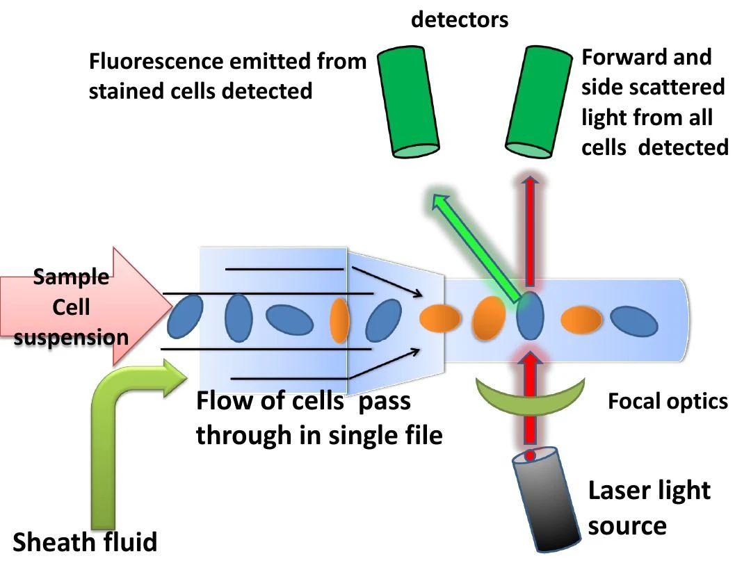 细胞胞内染色操作流程