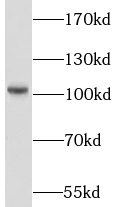      anti- LIG4 antibody