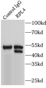 ribosomal protein L4抗体