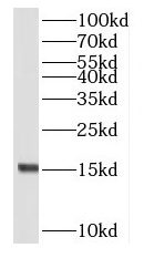      anti- RPL23 antibody