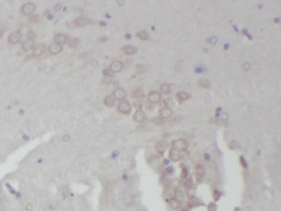 RPL18A抗体