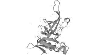 肿瘤研究相关因子·TIMP-2