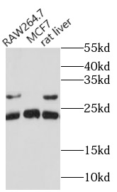      anti- CD9 antibody