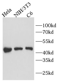      anti- TSG101 antibody