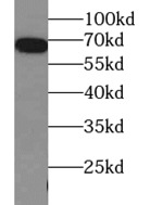      anti- HSP70 antibody