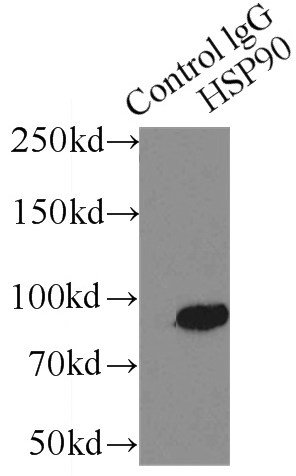      anti- HSP90 antibody