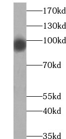      anti- HSP90 antibody