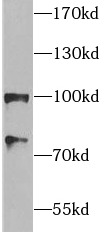      anti- HSP90 antibody