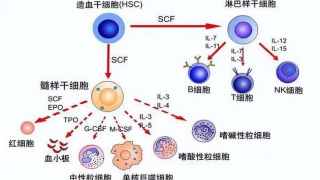 集落刺激因子(CSF)作用范围