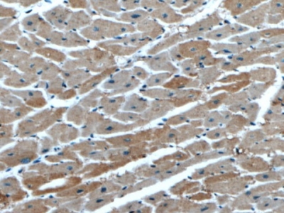 anti- RAB4A antibody