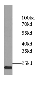      RAB9A-Specific antibody