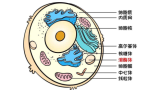 溶酶体标志物相关抗体