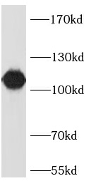 anti- LAMP1 antibody