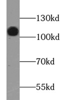 anti- LAMP2 antibody