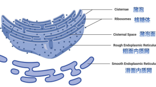细胞内质网研究常用标志物相关抗体