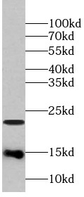      anti- Cleaved LC3 antibody
