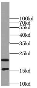      anti- LC3 antibody