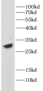 anti- CD8 antibody