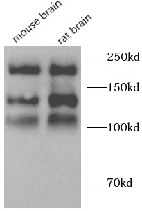      anti- NCAM1/CD56 antibody