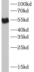 anti- CD16 antibody