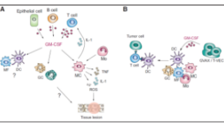 揭秘GM-CSF：炎症和自身免疫的关键参与者