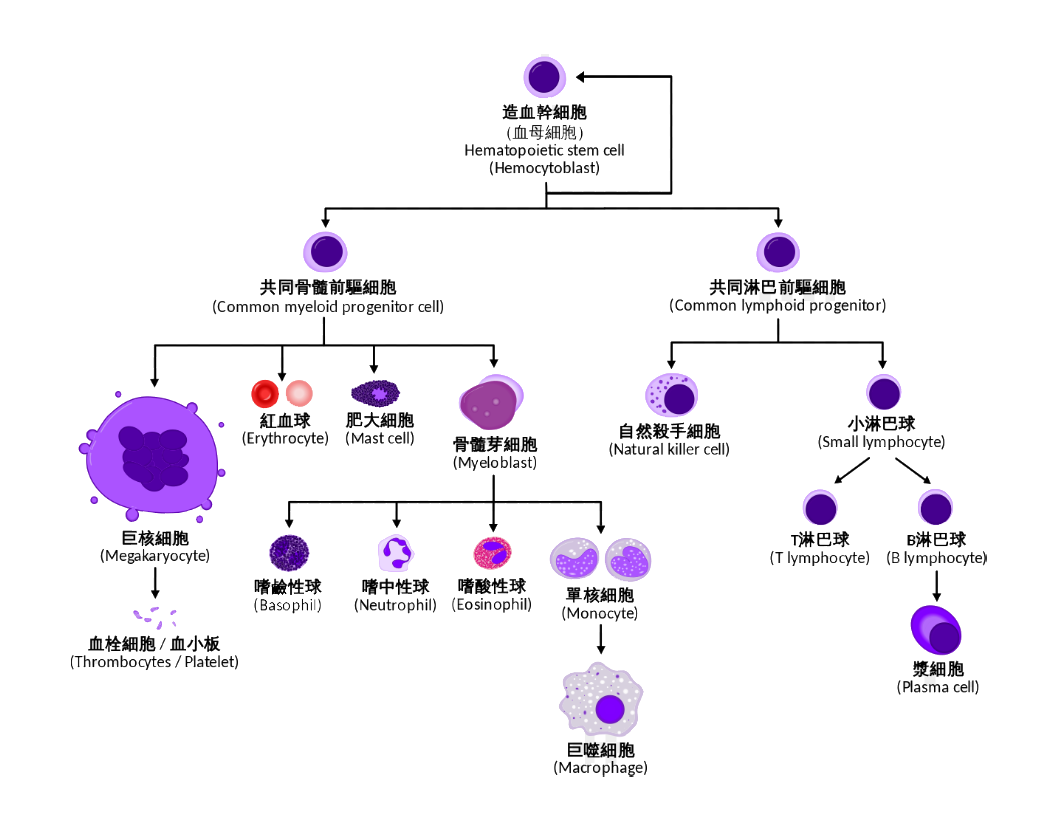 巨噬细胞