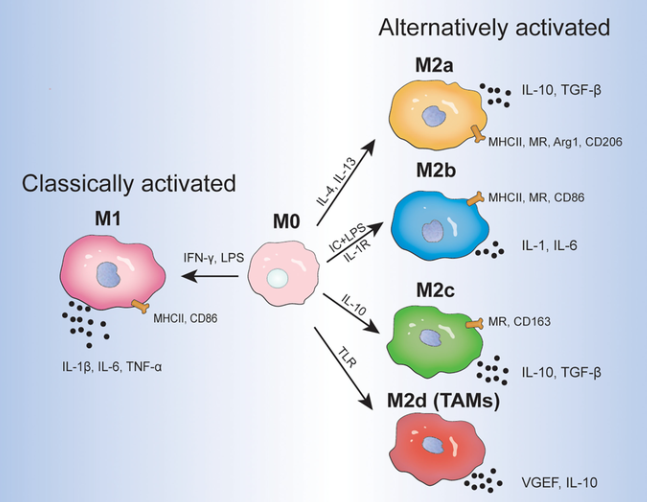 M2巨噬细胞亚型