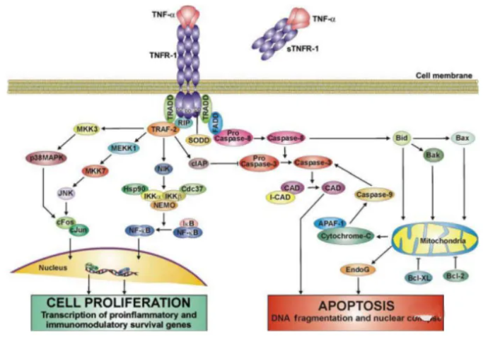 TNF的生物学活性