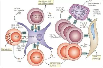 TNF-α调节机体免疫功能