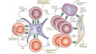 肿瘤坏死因子TNF的生物学活性与临床验证