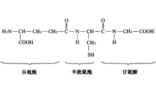 谷胱甘肽及其依赖酶：从生物化学到老年