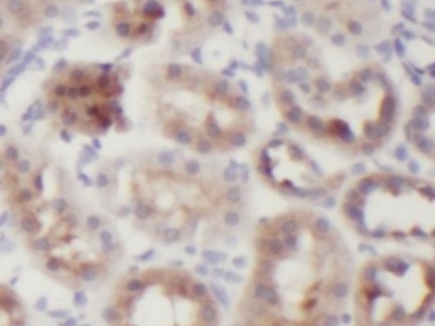      anti- GAPDH antibody