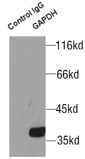 GAPDH抗体