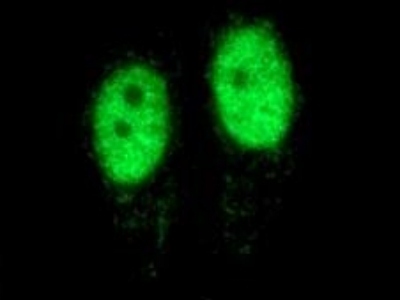     anti- PCNA antibody