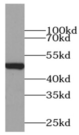      Tubulin-beta抗体